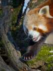 Red Panda or Lesser Panda climbing in a tree in Hellabrunn Zoo in Munich. Germany, Munich Art Print